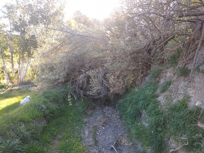 El gran árbol caído da una idea de la virulencia de la catástrofe.
